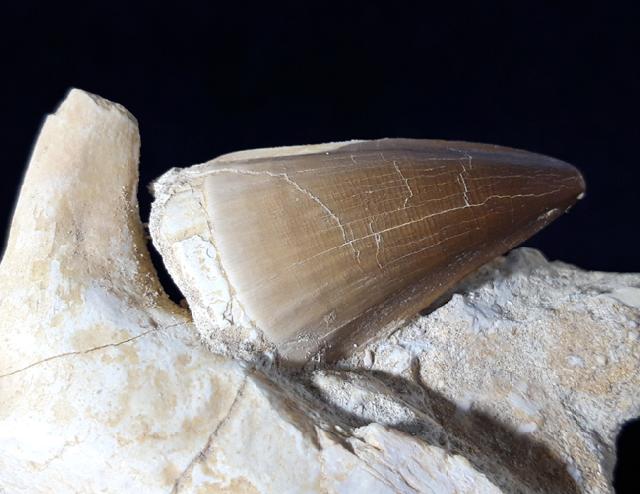 Mosasaurus beaugei ARAMBOURG 1952 & Knochenrest non det. - Bild © FossNet FossilienStore